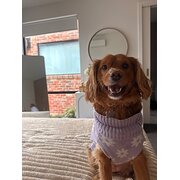 Home Owner wanting sitter in Melbourne , Victoria