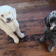 Home Owner wanting sitter in Newcastle , New South Wales