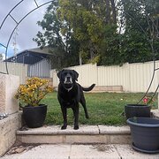 Home Owner wanting sitter in , Western Australia