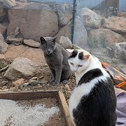 Home Owner wanting sitter in , Queensland