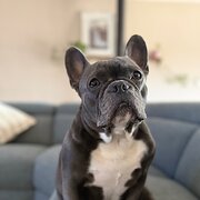Home Owner wanting sitter in , Western Australia