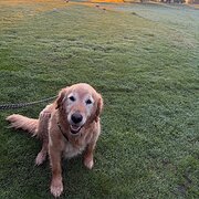 Home Owner wanting sitter in Geelong, Victoria