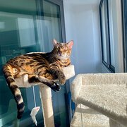 Home Owner wanting sitter in , Western Australia