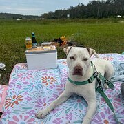 Home Owner wanting sitter in Brisbane , Queensland