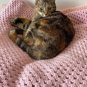 Home Owner wanting sitter in Melbourne, Victoria