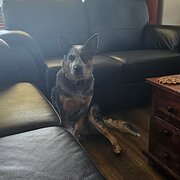 Home Owner wanting sitter in Adelaide, South Australia
