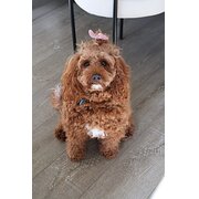 Home Owner wanting sitter in Melbourne, Victoria