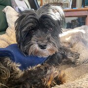 Home Owner wanting sitter in Armidale, New South Wales