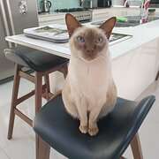 Home Owner wanting sitter in Brisbane, Queensland