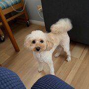 Home Owner wanting sitter in , New South Wales