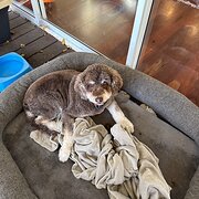 Home Owner wanting sitter in Perth, Western Australia