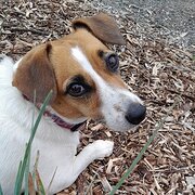 Home Owner wanting sitter in COBRAM, DENILIQUIN, SHEPPARTON, New South Wales