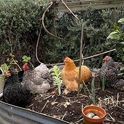 Home Owner wanting sitter in , Victoria