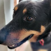 Home Owner wanting sitter in Melbourne, Victoria
