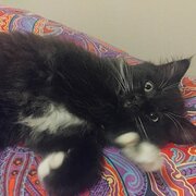 Home Owner wanting sitter in Adelaide , South Australia