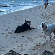 Home Owner wanting sitter in Sunshine Coast , Queensland