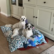 Home Owner wanting sitter in , South Australia