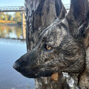 Home Owner wanting sitter in Inverell, Tamworth, New South Wales