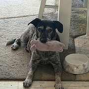 Home Owner wanting sitter in Halfway between Brisbane and the Gold Coast, Queensland