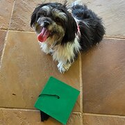 Home Owner wanting sitter in Adelaide, South Australia