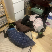 Home Owner wanting sitter in , South Australia