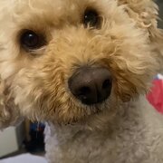 Home Owner wanting sitter in Sydney, New South Wales