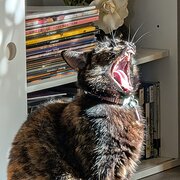 Home Owner wanting sitter in , Queensland