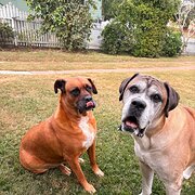 Home Owner wanting sitter in Ipswich / Brisbane, Queensland