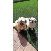 Home Owner wanting sitter in Adelaide , South Australia