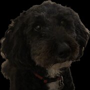 Home Owner wanting sitter in MORNINGTON, Victoria