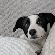 Home Owner wanting sitter in Ipswich, Queensland