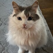 Home Owner wanting sitter in , Queensland