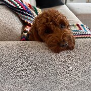 Home Owner wanting sitter in , New South Wales