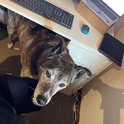Home Owner wanting sitter in Adelaide, South Australia