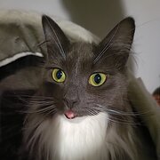 Home Owner wanting sitter in , Victoria