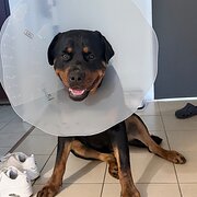 Home Owner wanting sitter in , Queensland