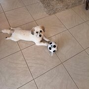 Home Owner wanting sitter in Adelaide, South Australia