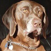 Home Owner wanting sitter in Mackay , Queensland