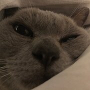Home Owner wanting sitter in Melbourne, Victoria