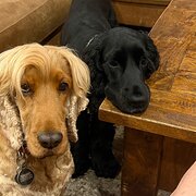 Home Owner wanting sitter in Townsville, Queensland