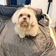 Home Owner wanting sitter in Sydney, New South Wales