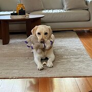 Home Owner wanting sitter in , Victoria