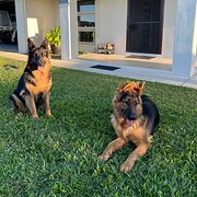 Home Owner wanting sitter in Cairns, Queensland