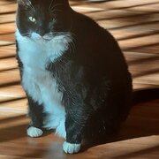 Home Owner wanting sitter in , New South Wales