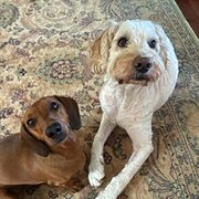 Home Owner wanting sitter in FORRESTERS BEACH, New South Wales