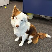 Home Owner wanting sitter in Brisbane, Queensland