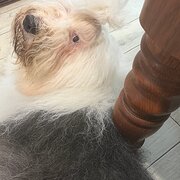 Home Owner wanting sitter in , Western Australia