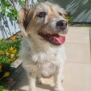 Home Owner wanting sitter in Brisbane, Queensland