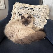 Home Owner wanting sitter in Melbourne, Victoria