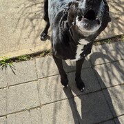Home Owner wanting sitter in Echuca , New South Wales